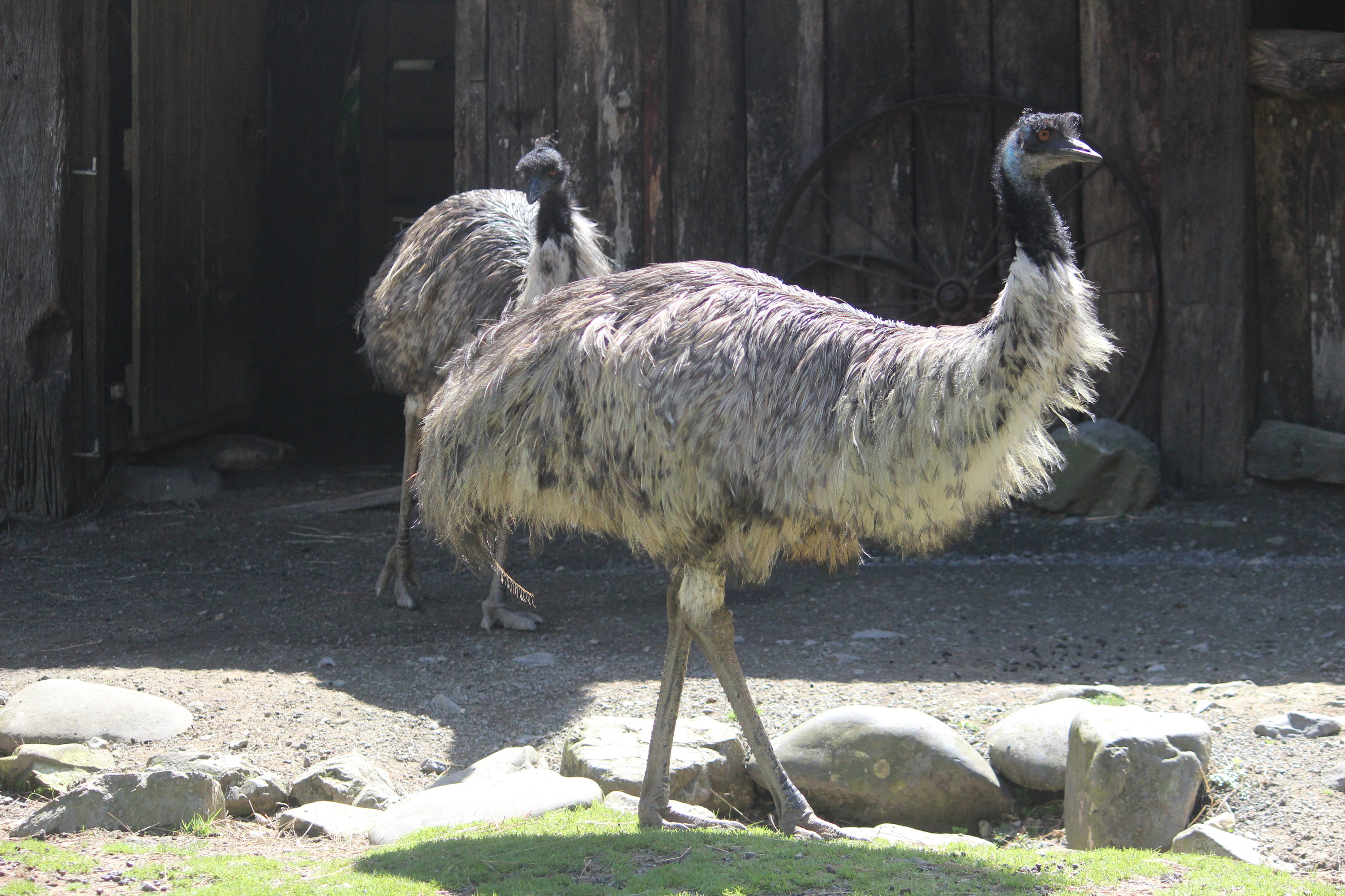 Emus