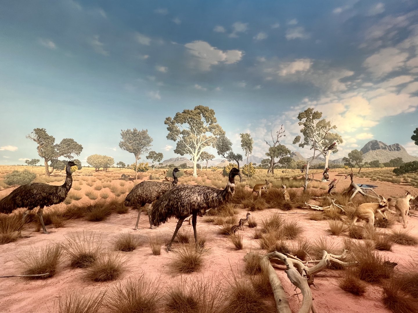 Emus