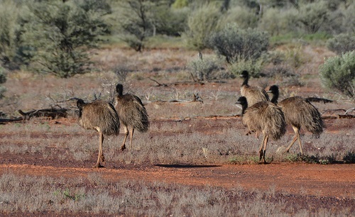 Emus.