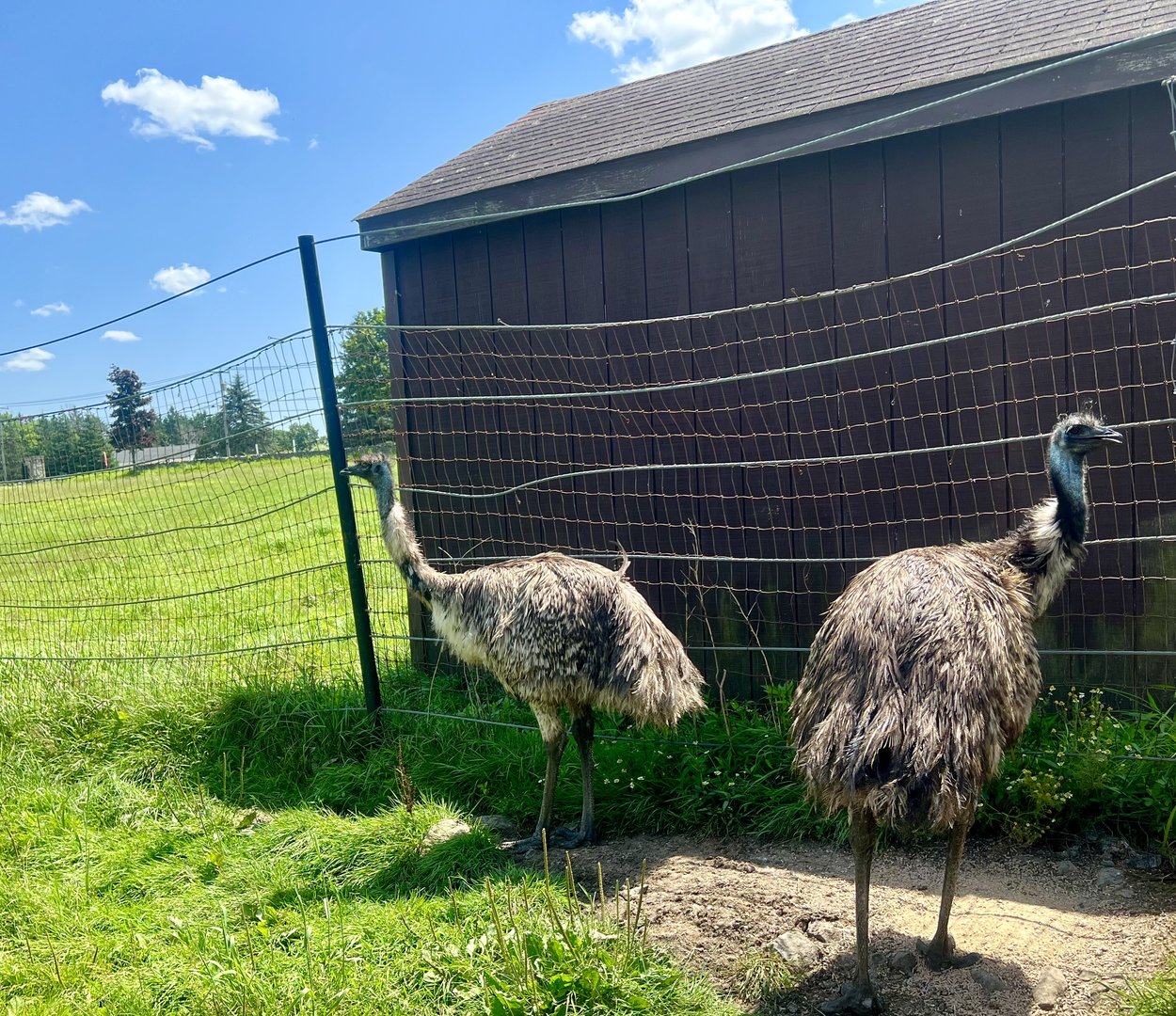Emus