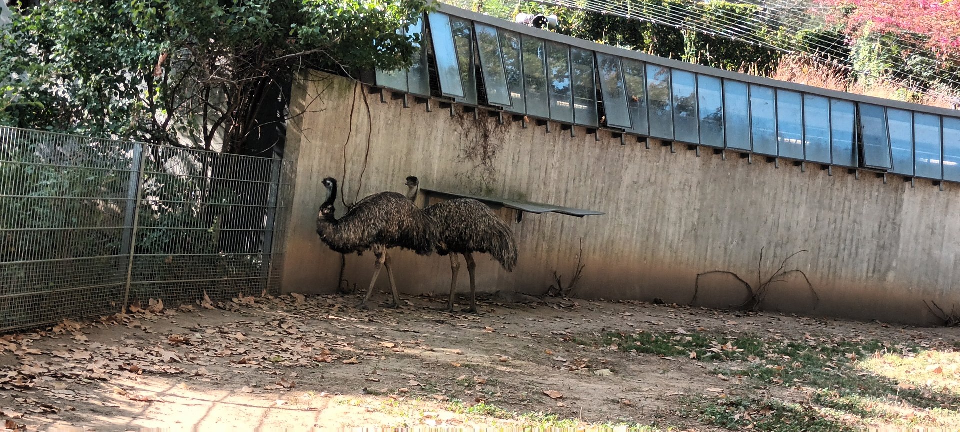 Emus