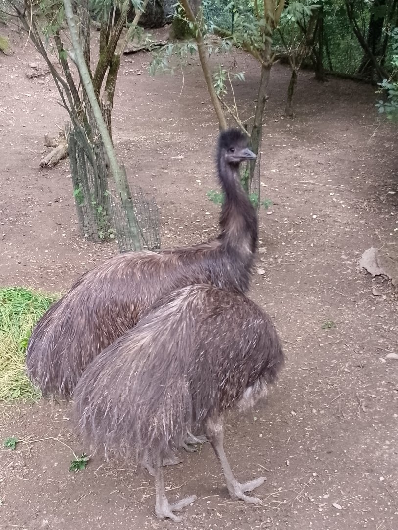Emus