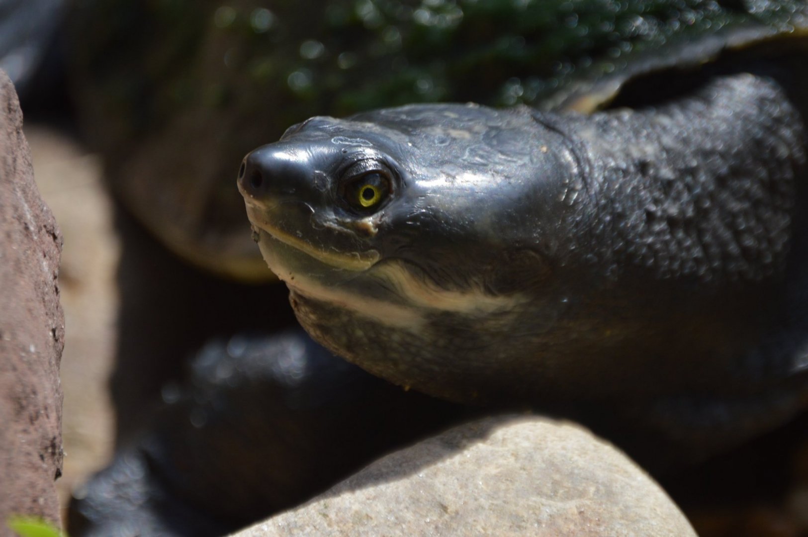 Emydura macquarii krefftii