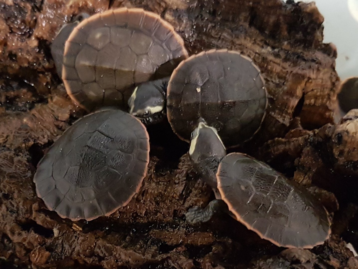 Emydura subblobosa - juveniles