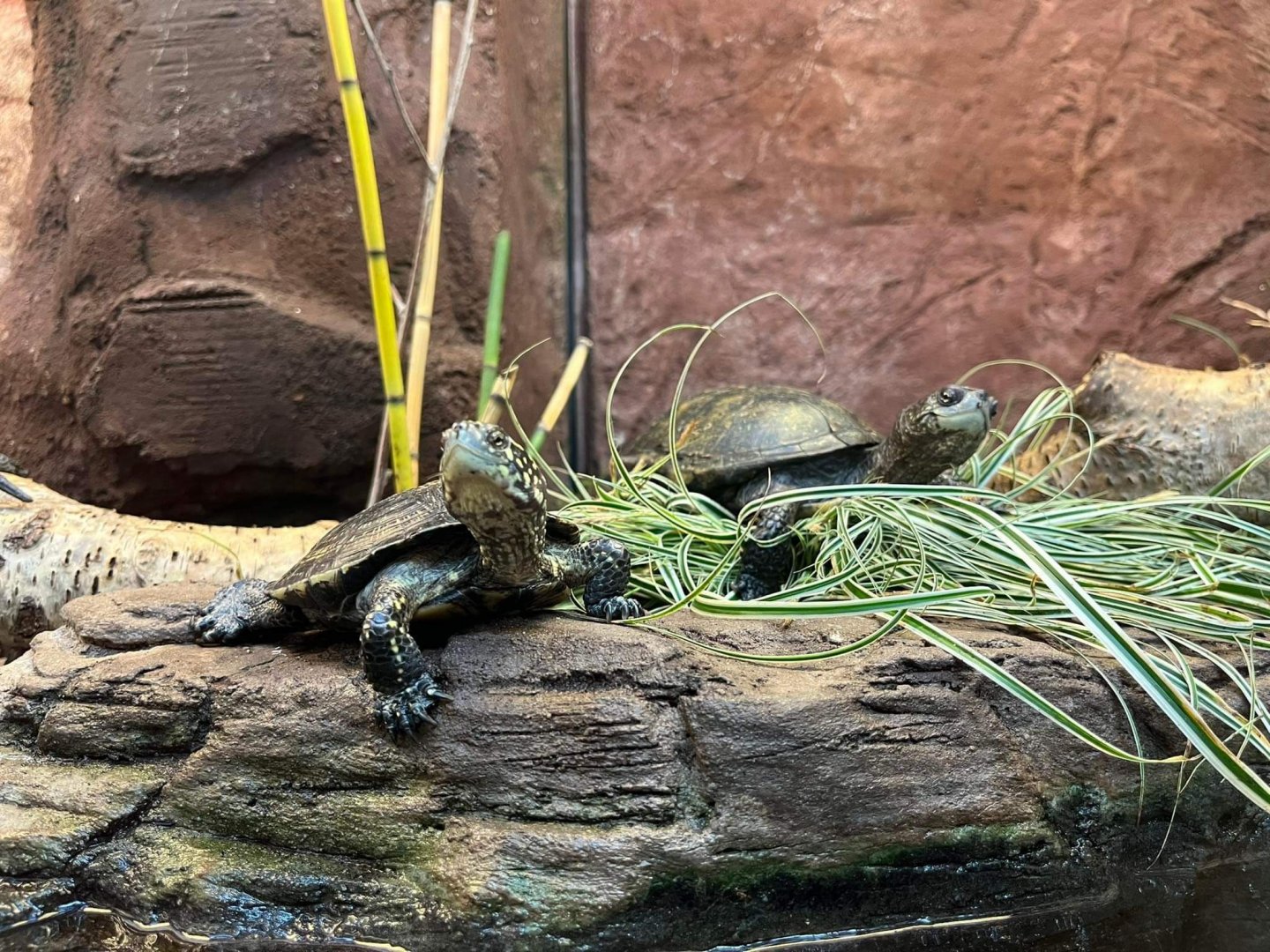Emys orbicularis at Artis