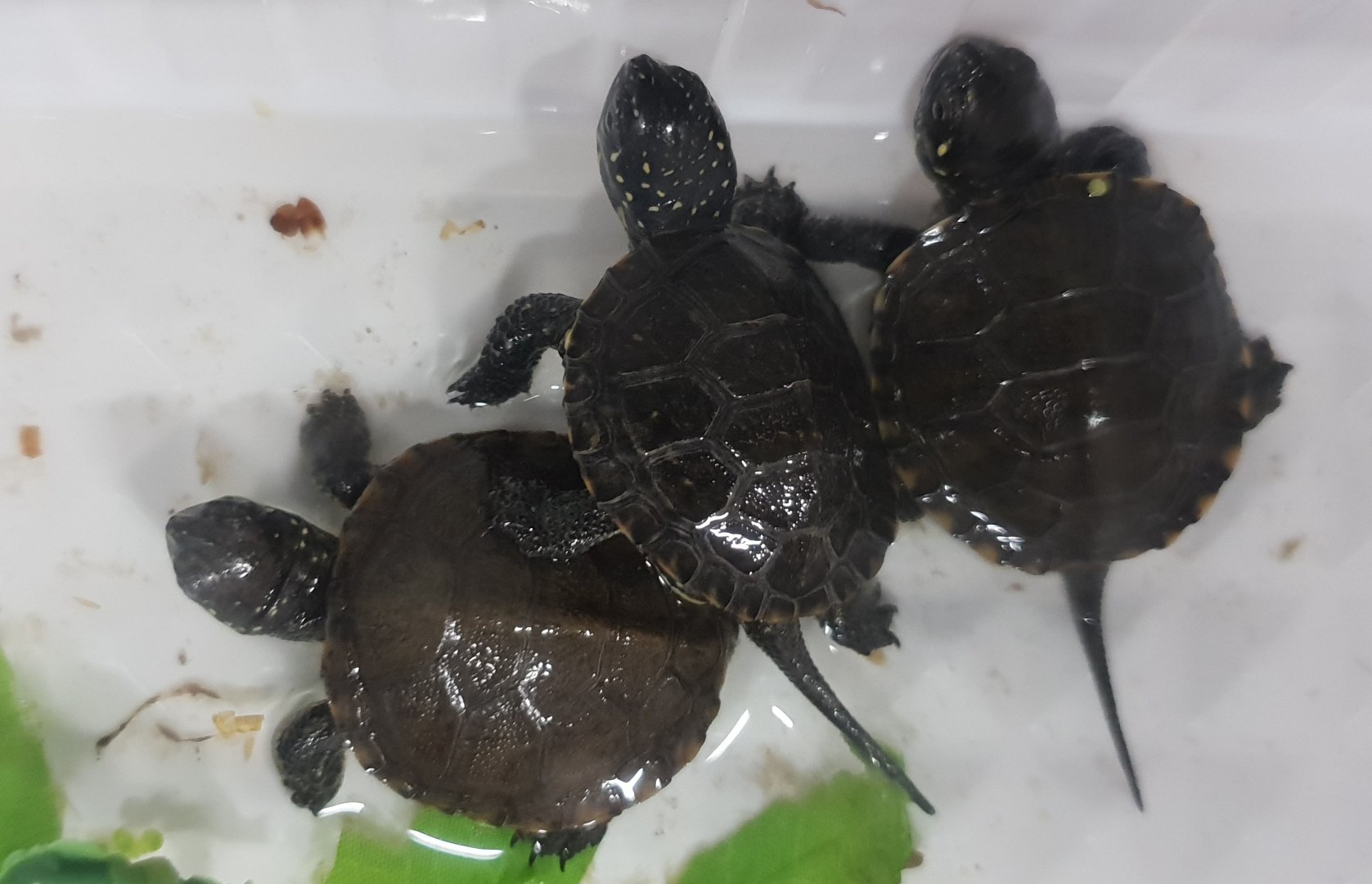 Emys orbicularis hellenica - juveniles