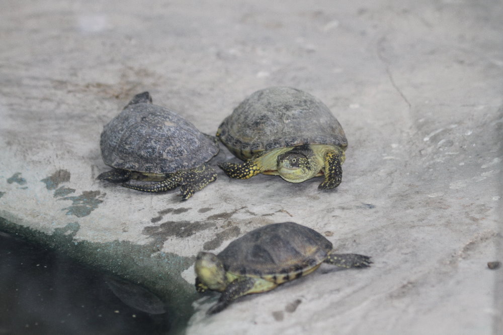 Emys orbicularis ( MashhadZoo)