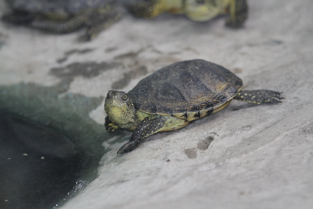 Emys orbicularis ( MashhadZoo)