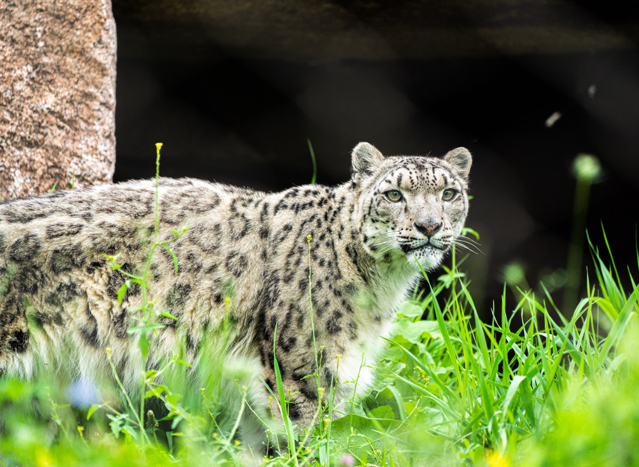 Ena the female Snow Leopard