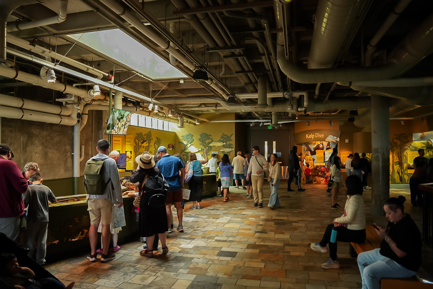 'Enchanted Kelp Forest' (Touch Pool)