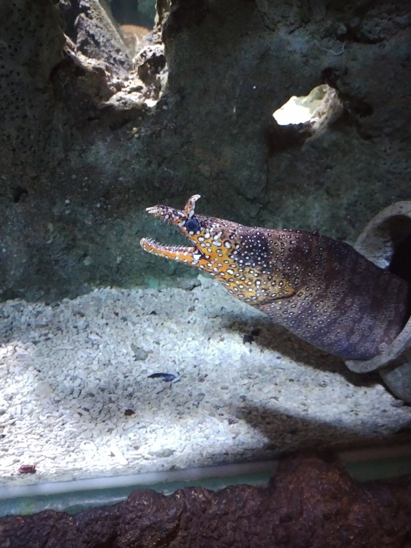 Enchelycore pardalis at sea life