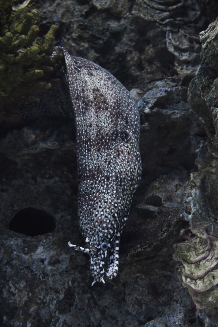 Enchelycore pardalis