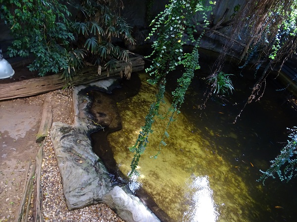 Enclose for Nile and Desert crocodiles, cichlids and Sutchi catfish (04/22)