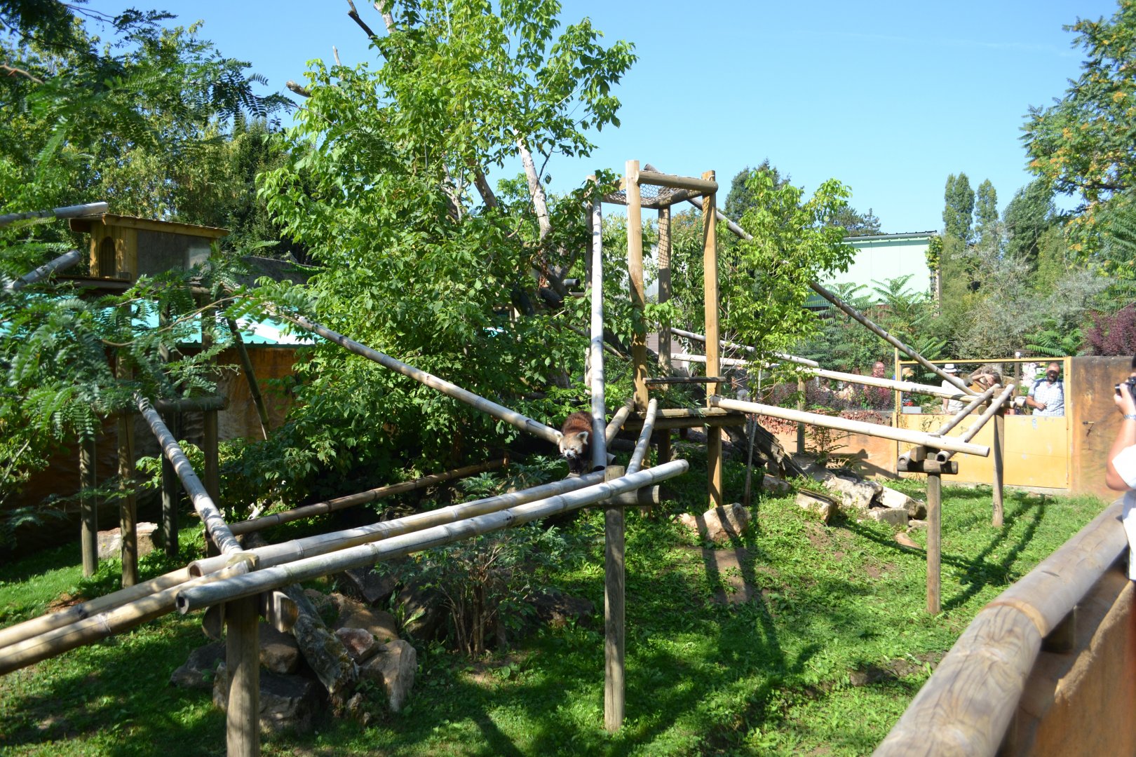 Enclose for Red Pandas 2018, former sun bear exhibit