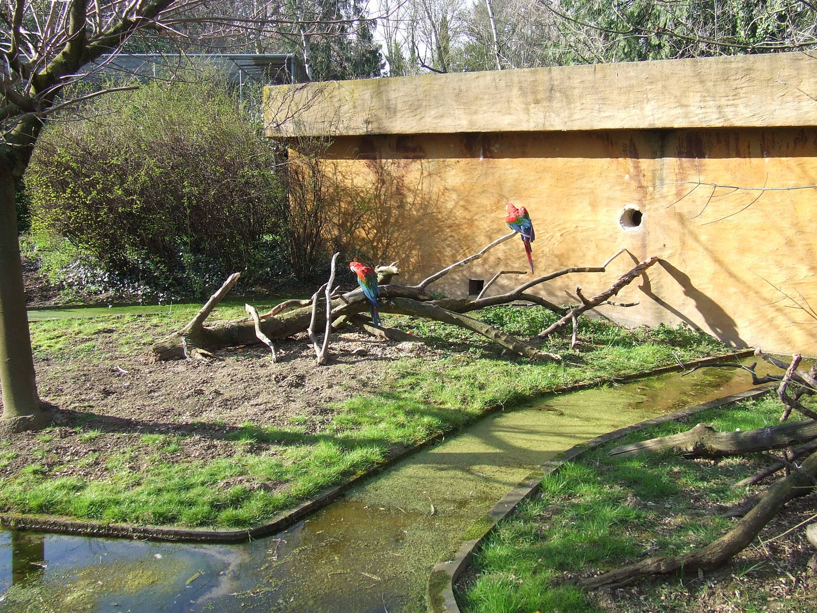 Enclose of Ara chloroptera