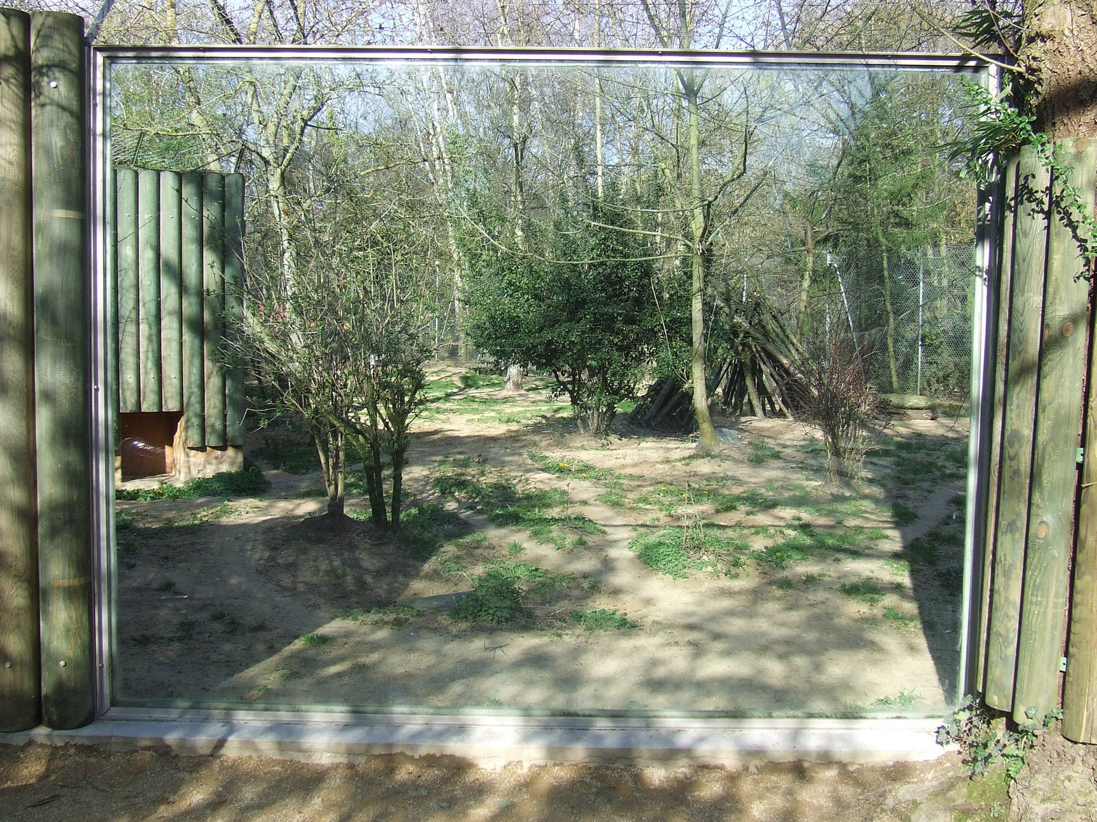 enclose of Canis lupus