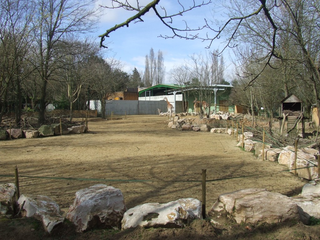 Enclose of Giraffa camelopardalis peralta