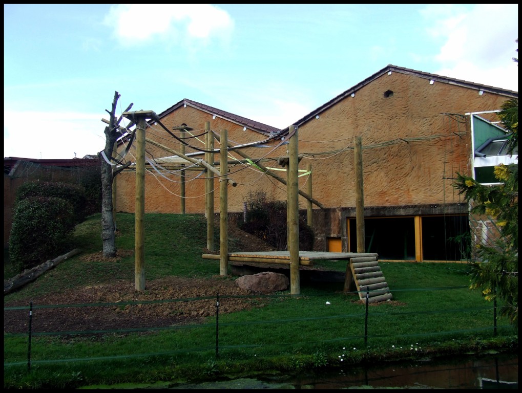 enclose of gorilla gorilla