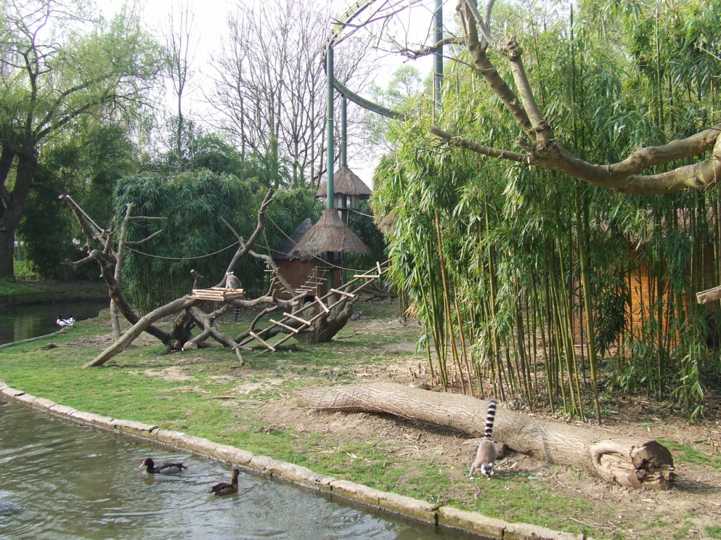 enclose of maki catta