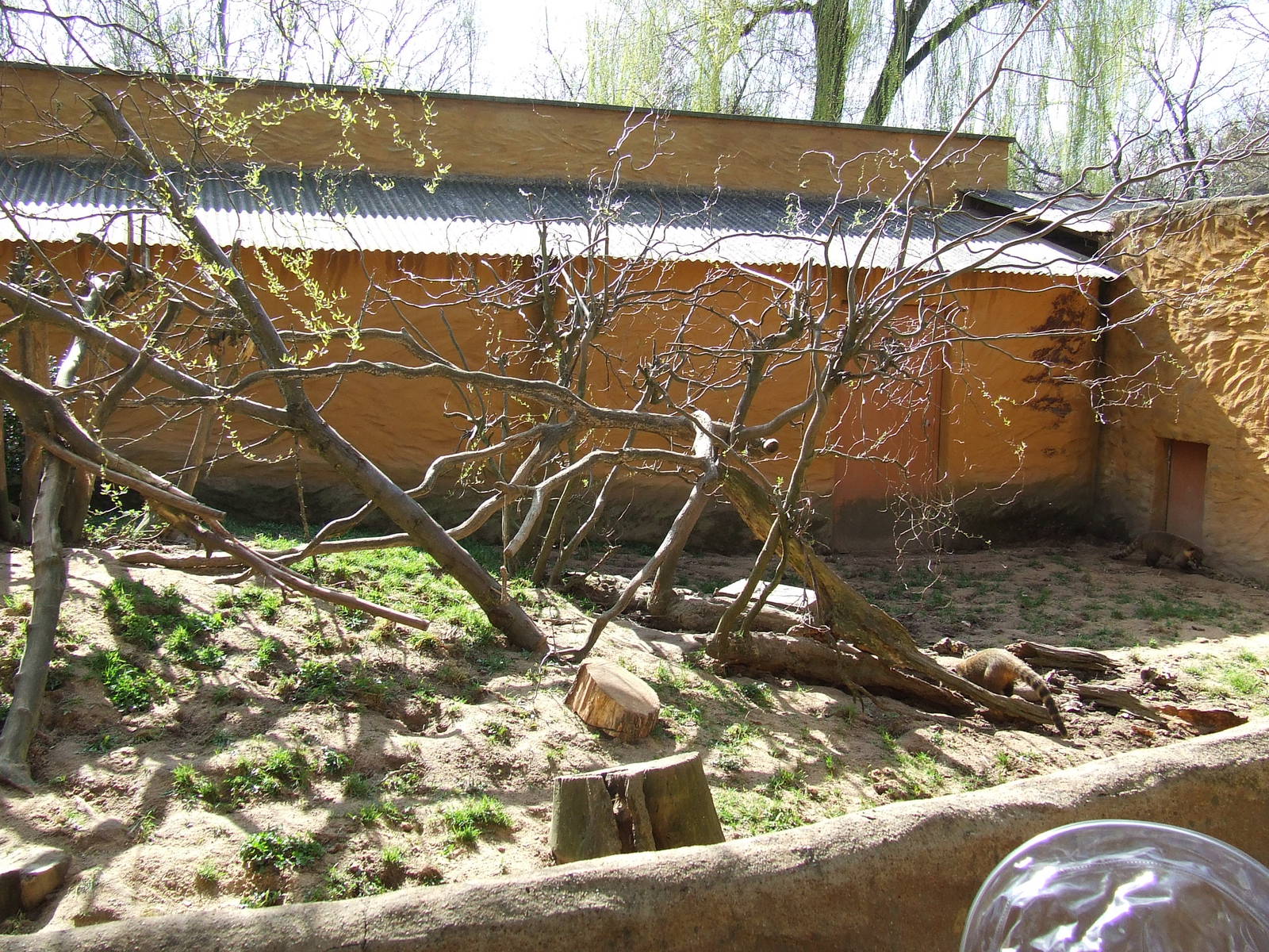 Enclose of Nasua nasua