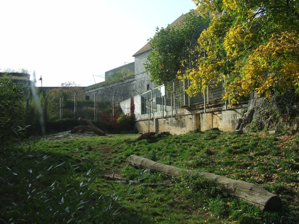 Enclose of Panthera leo persica