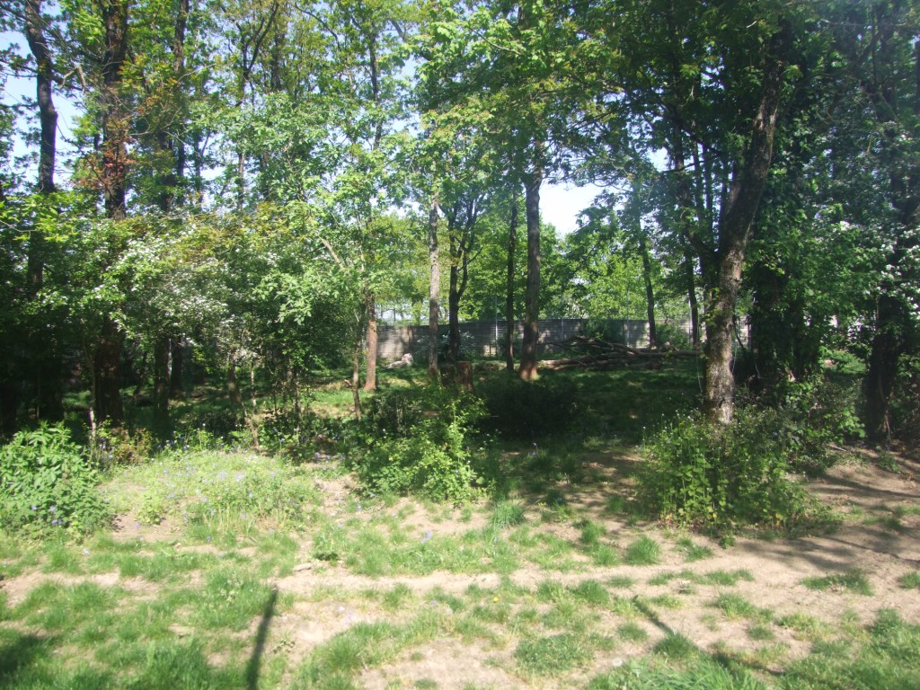 enclose of Panthera tigris jacksoni