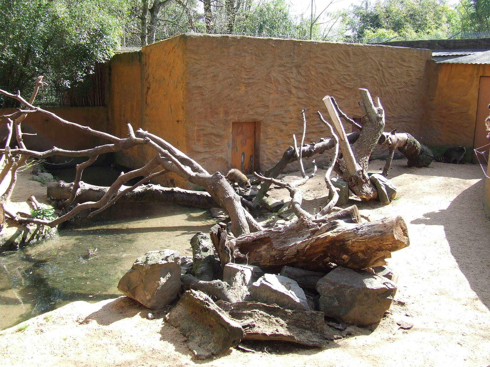 Enclose of Procyon lotor