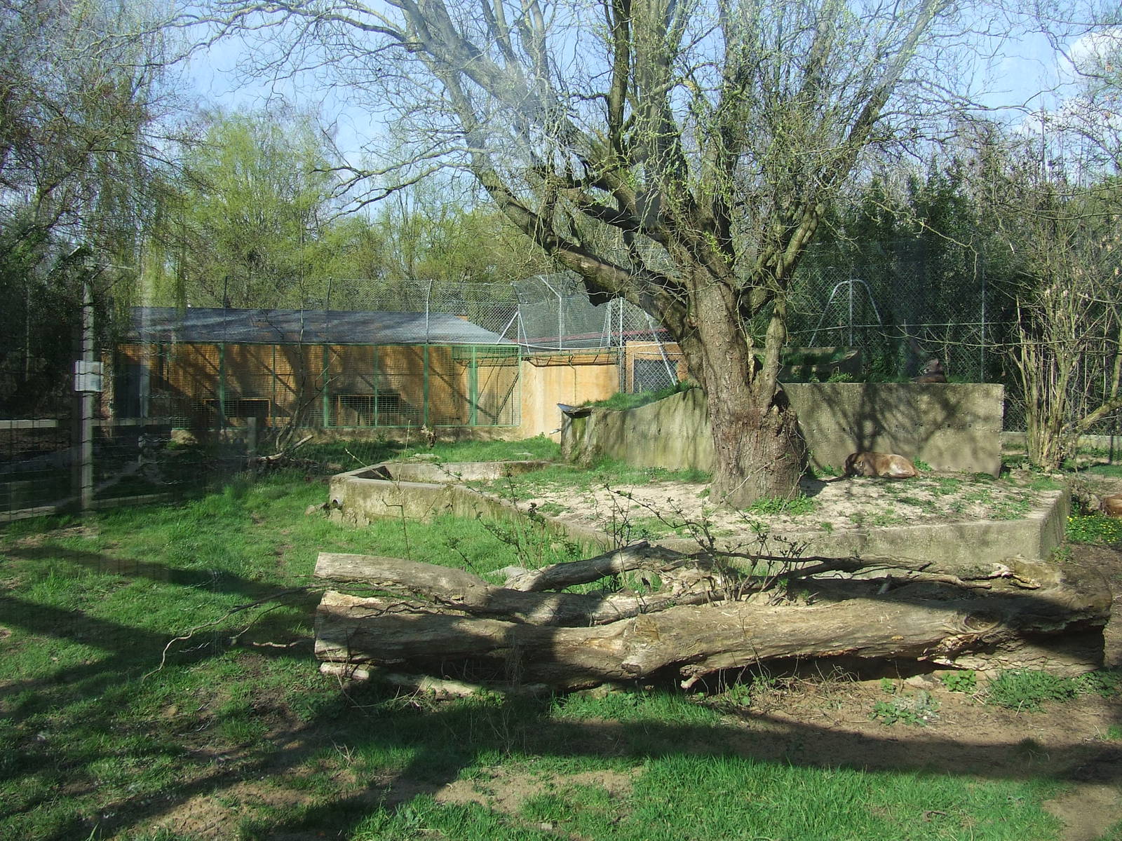 Enclose of puma concolor