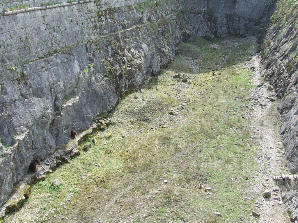 Enclose of Theropithecus gelada