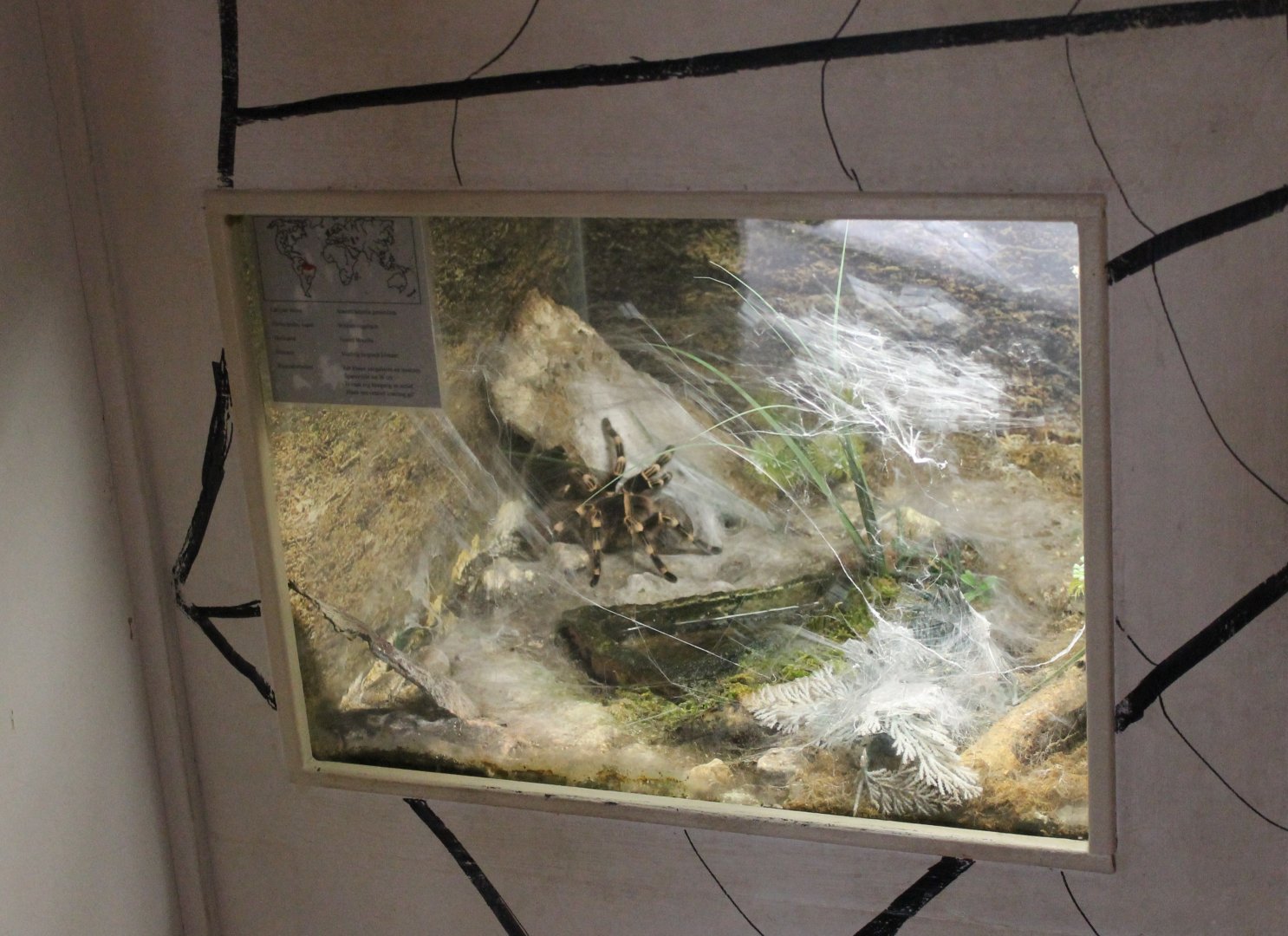 Enclosure Acanthoscurria geniculata