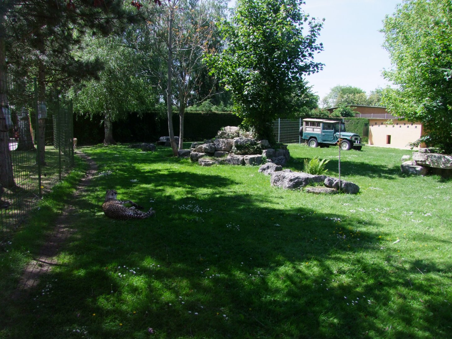 Enclosure Acinonyx jubatus