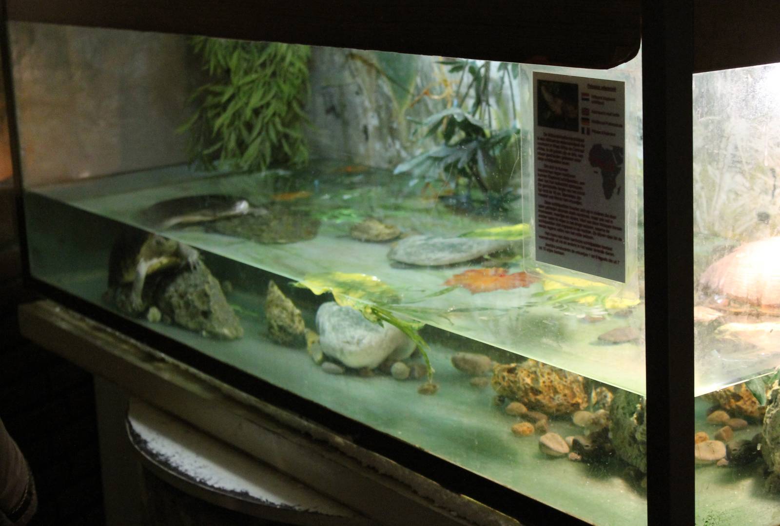 Enclosure Adanson's mud turtle