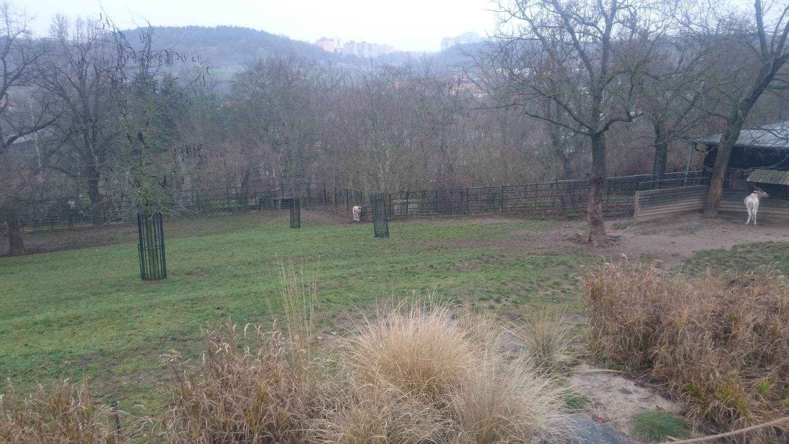 Enclosure Addax antilopes