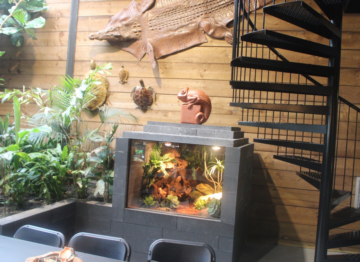 Enclosure Africa bullfrog