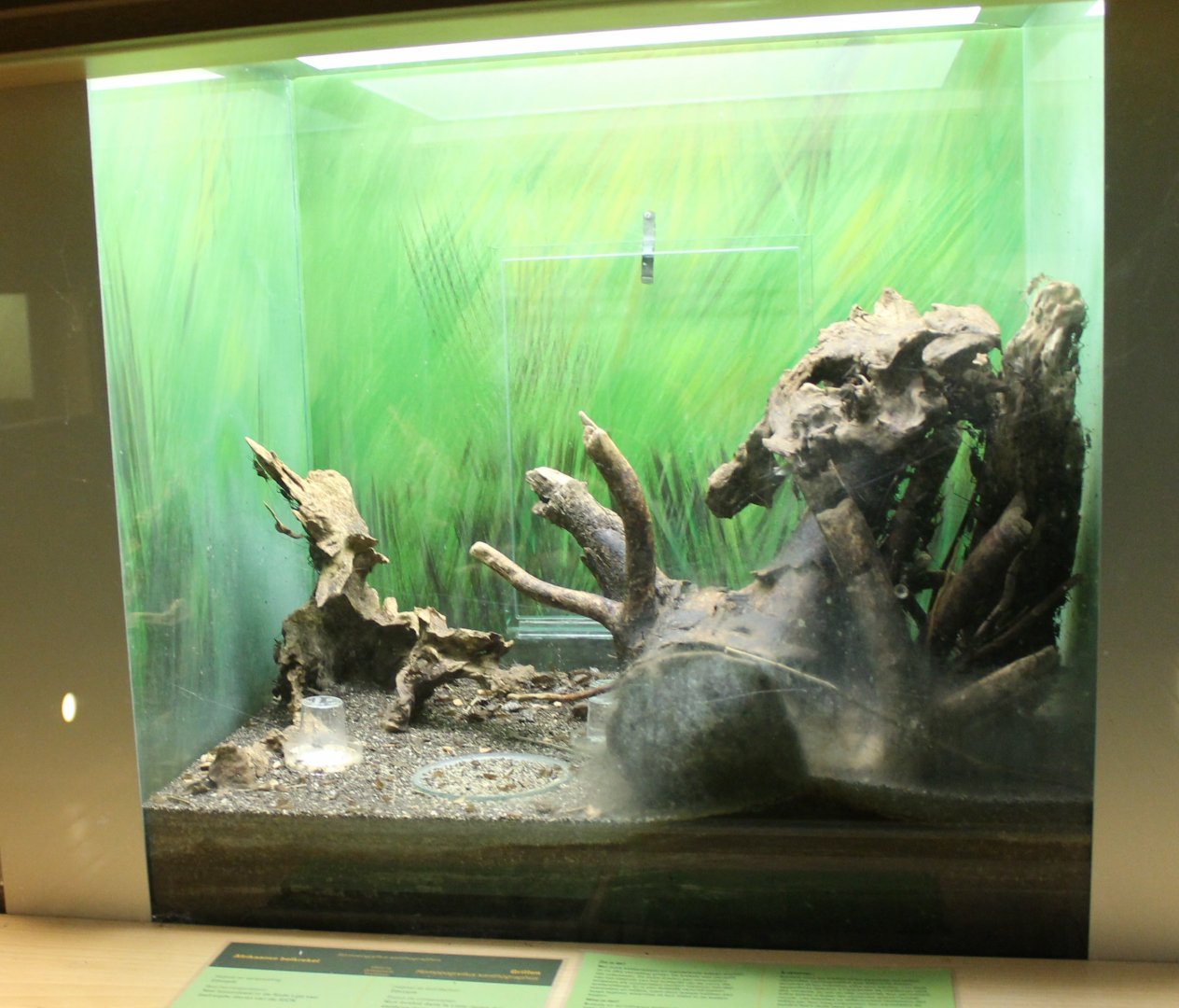 Enclosure African bell cricket