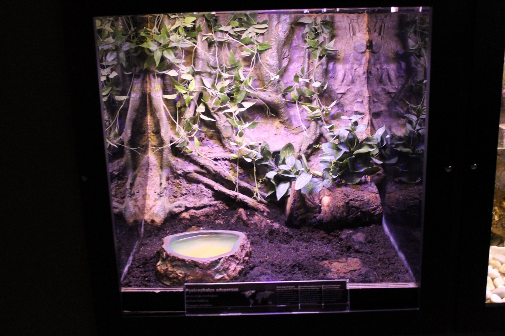 Enclosure African bullfrog