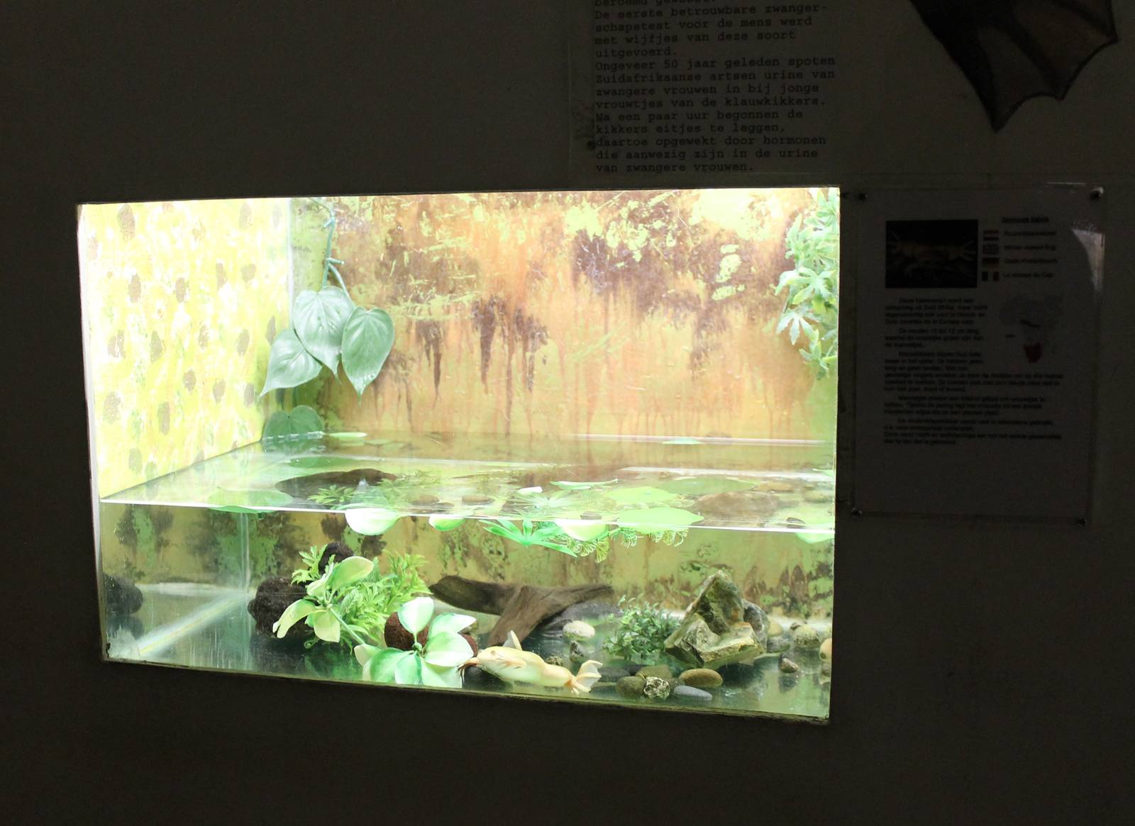 Enclosure African clawed frog