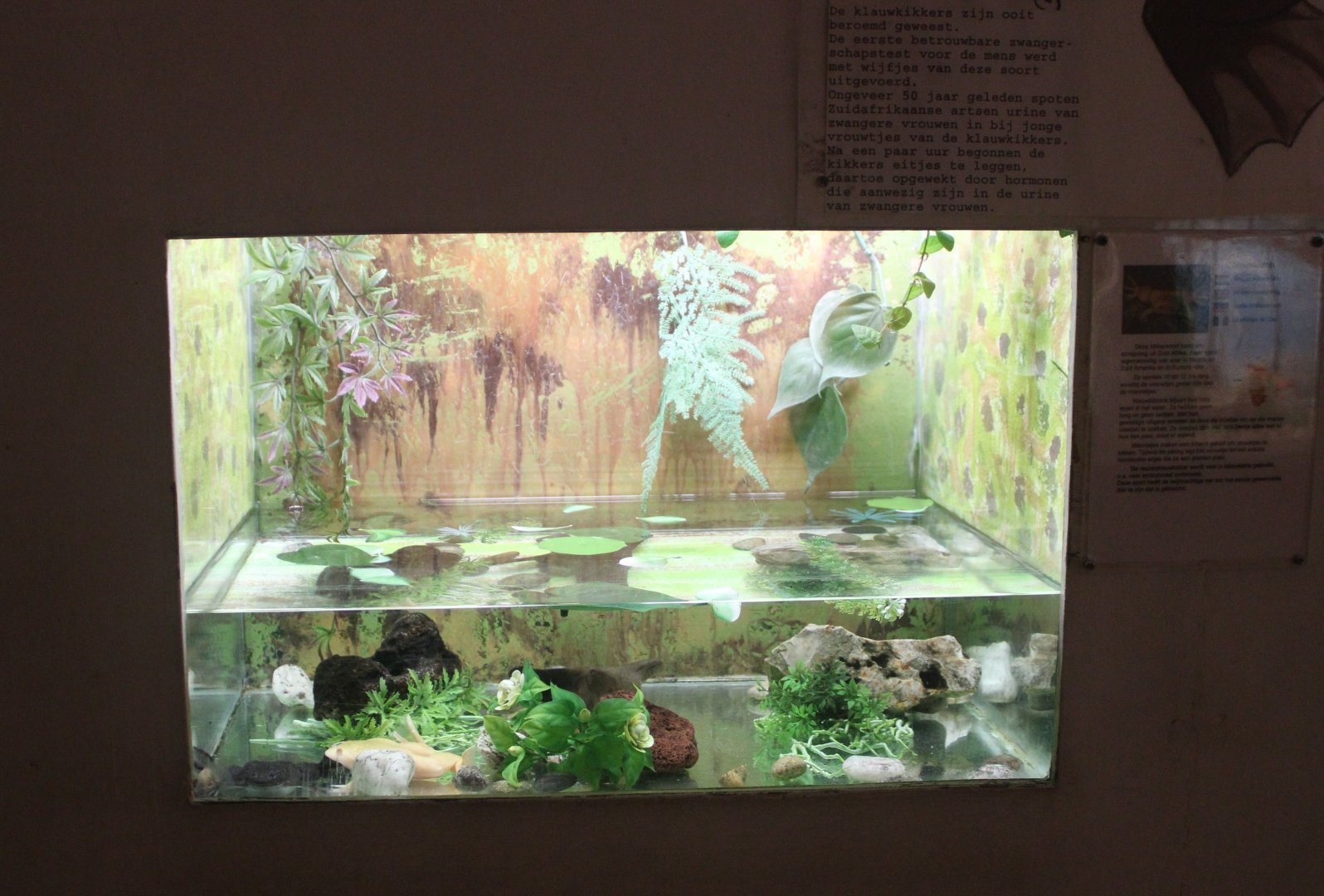 Enclosure African clawed frog