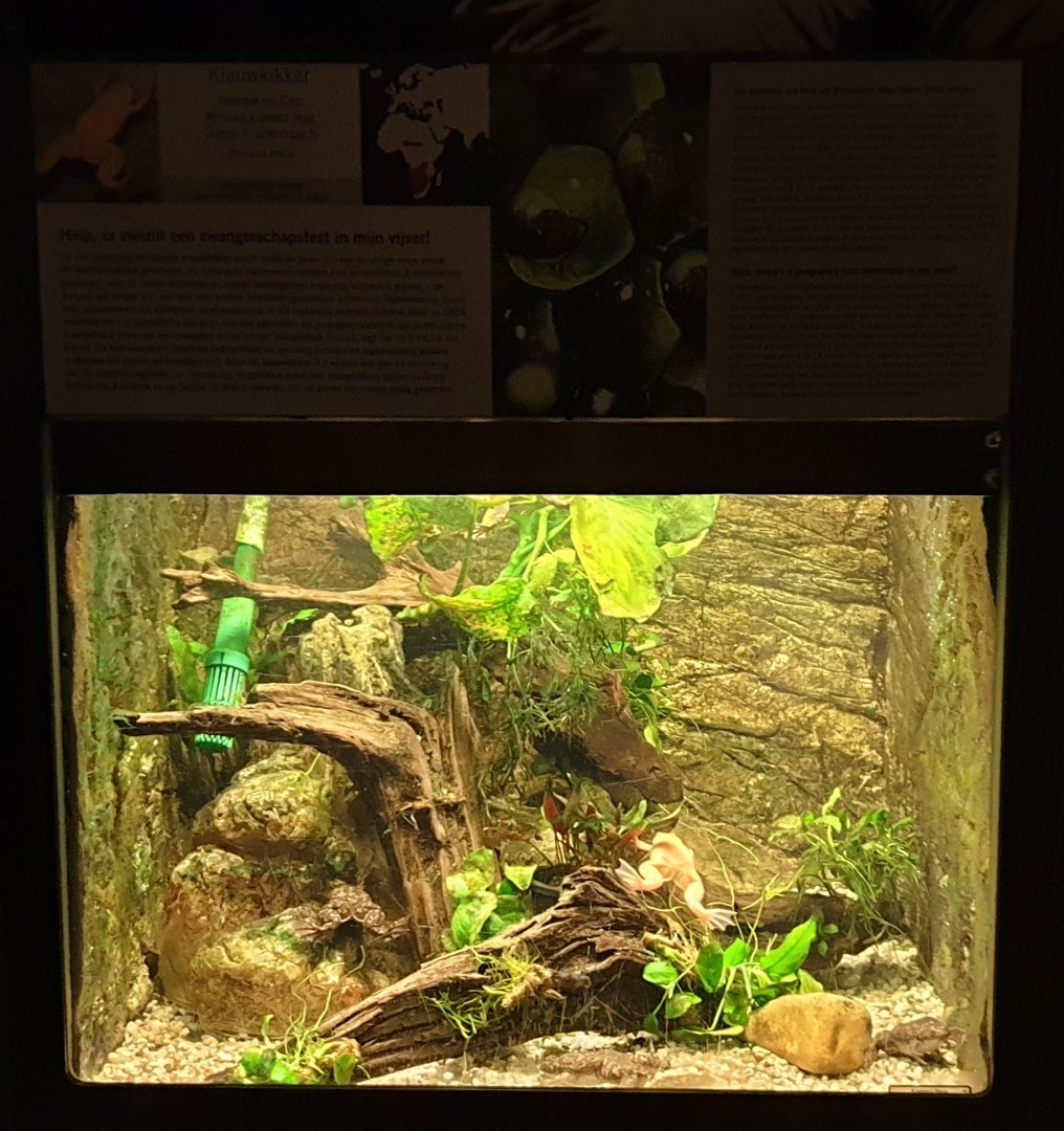 Enclosure African clawed frog