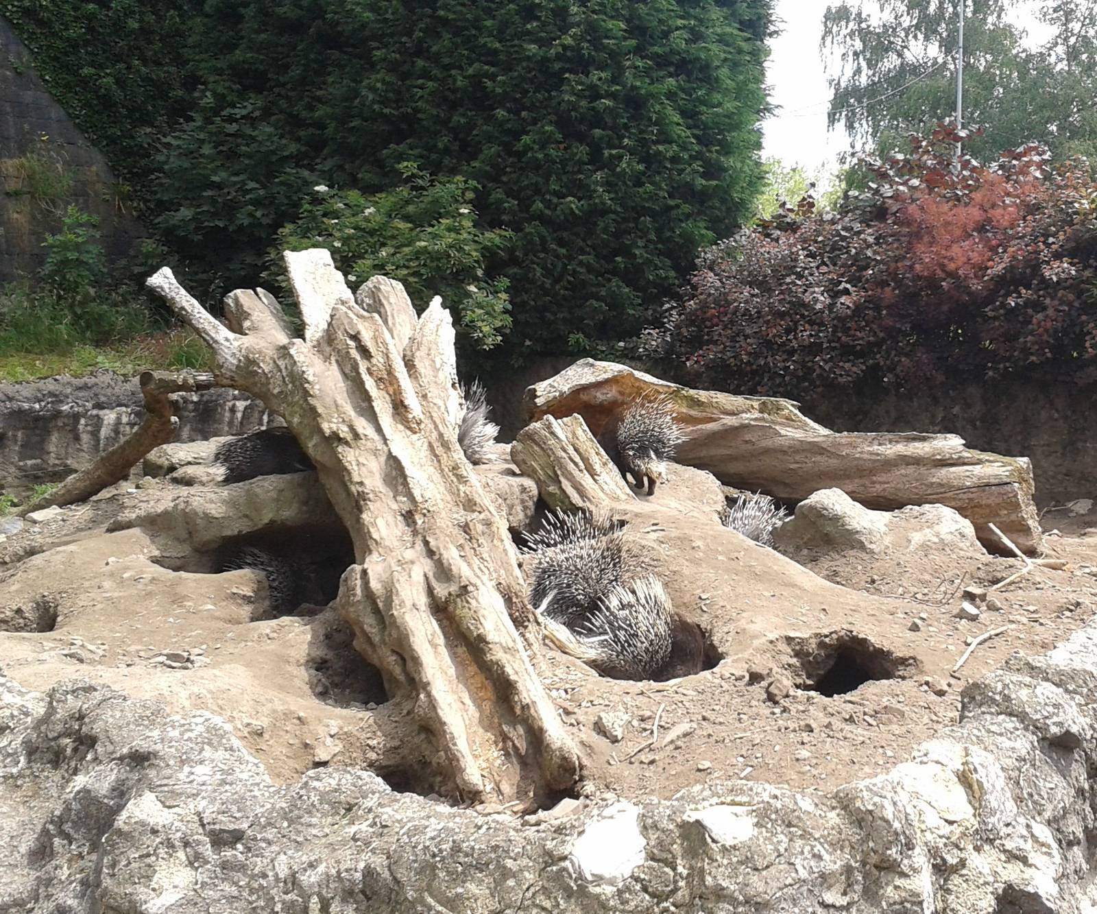 Enclosure African crested porcupines