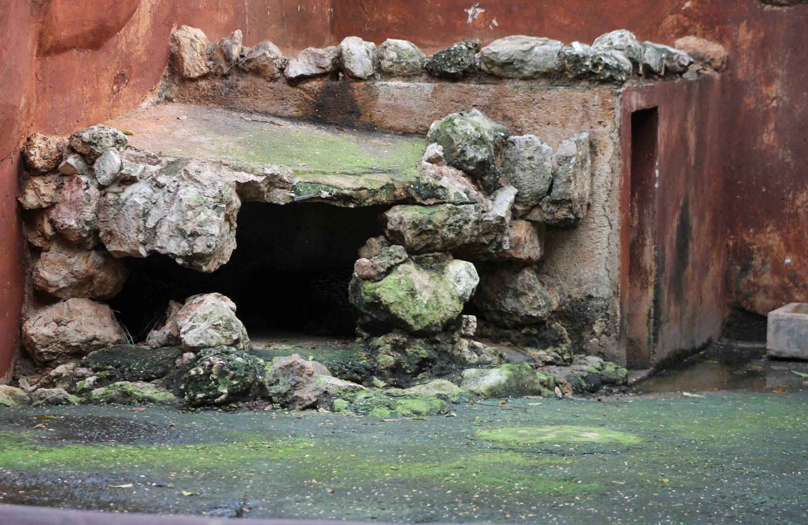 Enclosure African crested porcupines