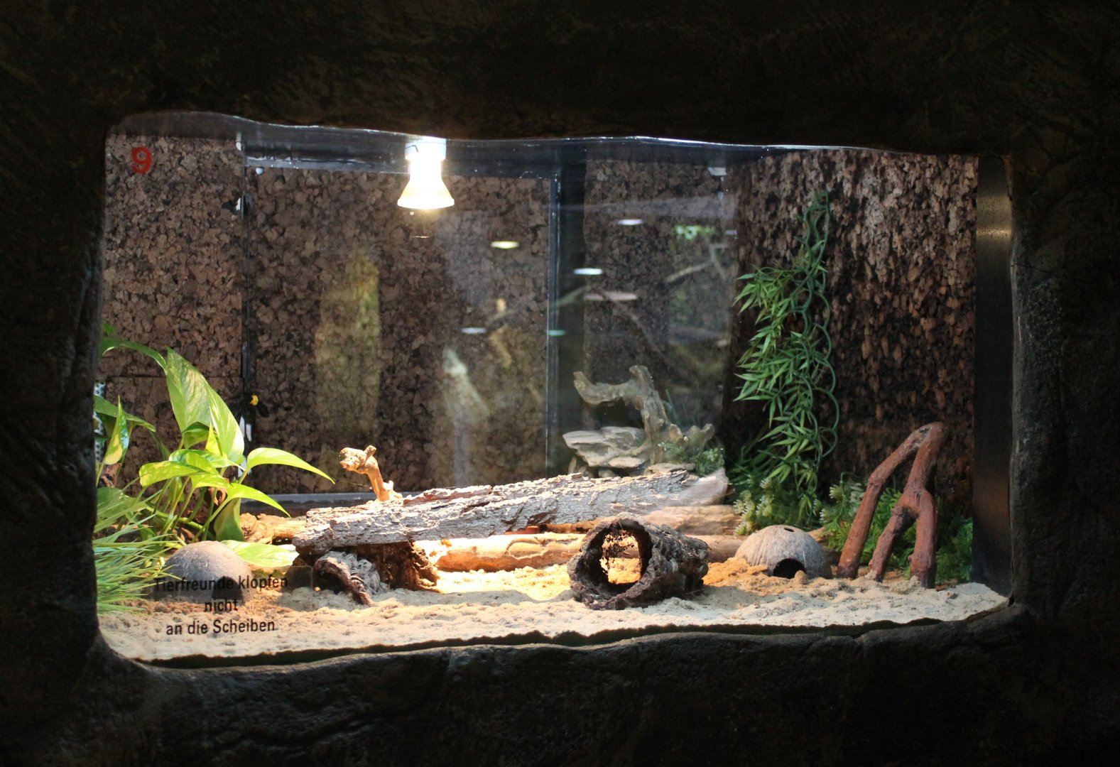 Enclosure African fat-tailed gecko