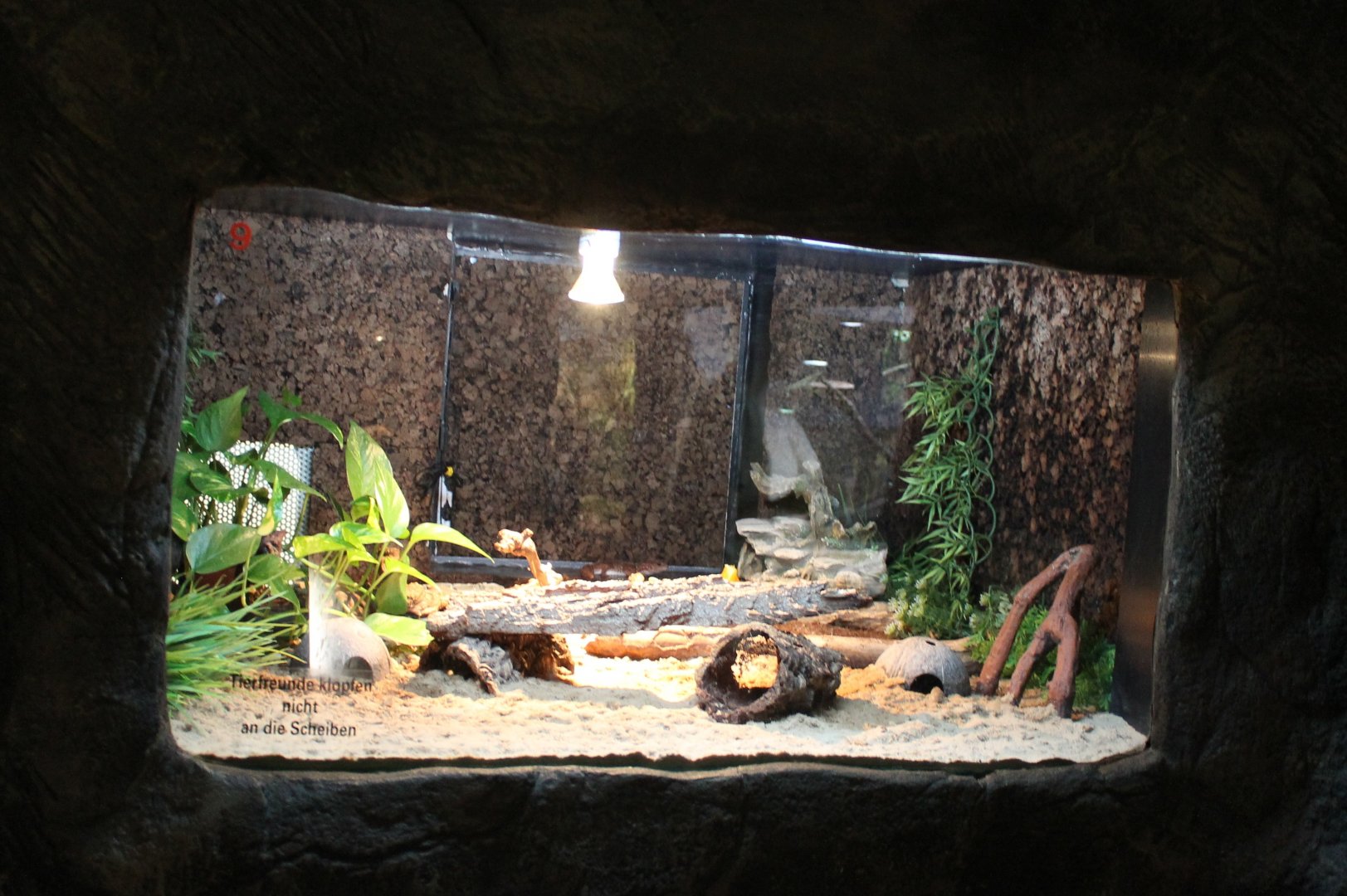 Enclosure African fat-tailed gecko