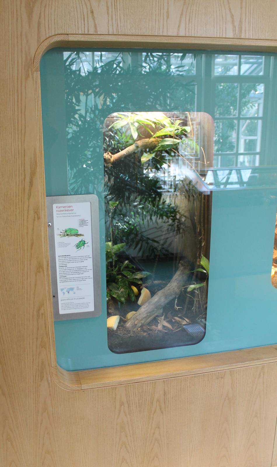 Enclosure African giant fruit beetle