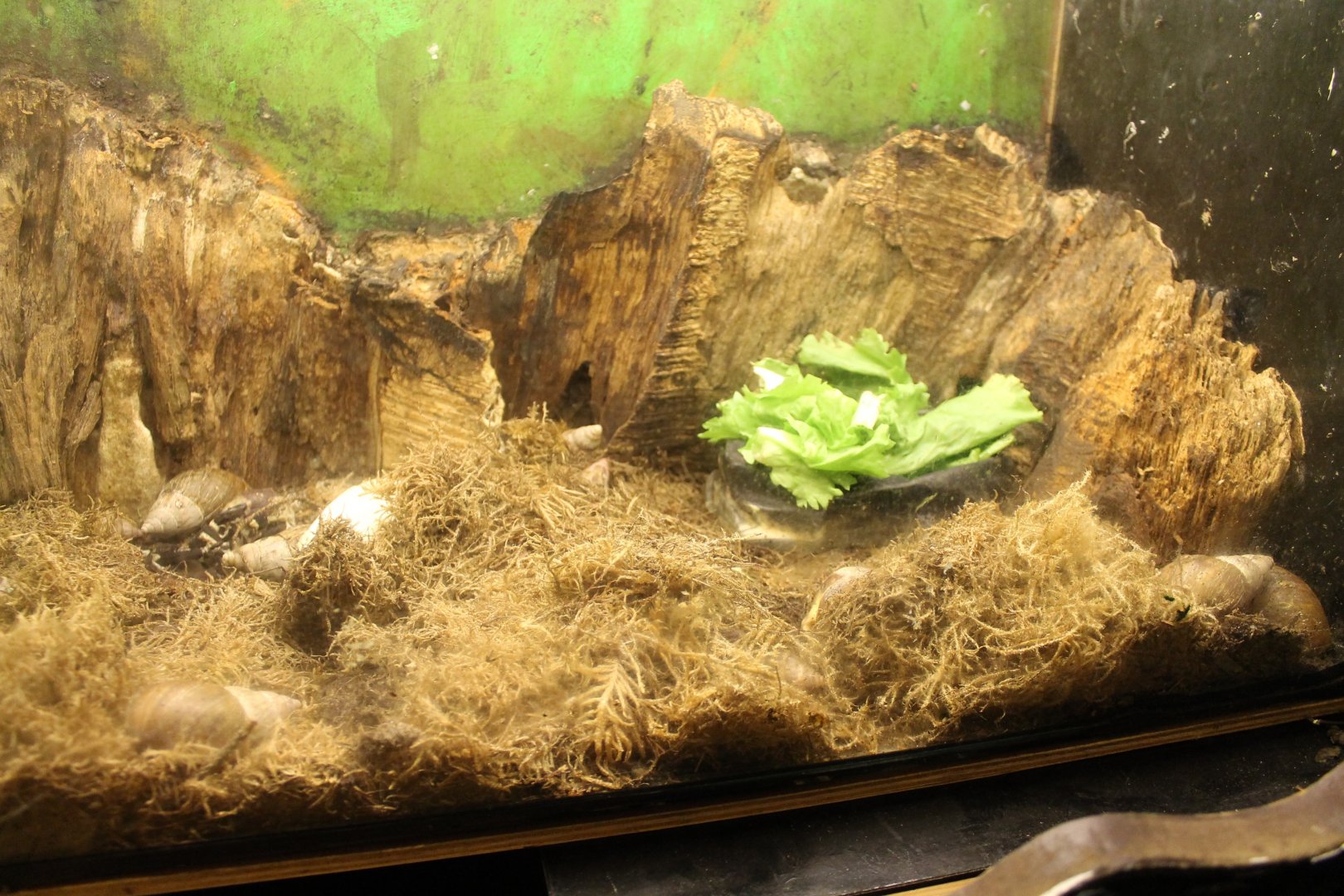 Enclosure African giant land-snail