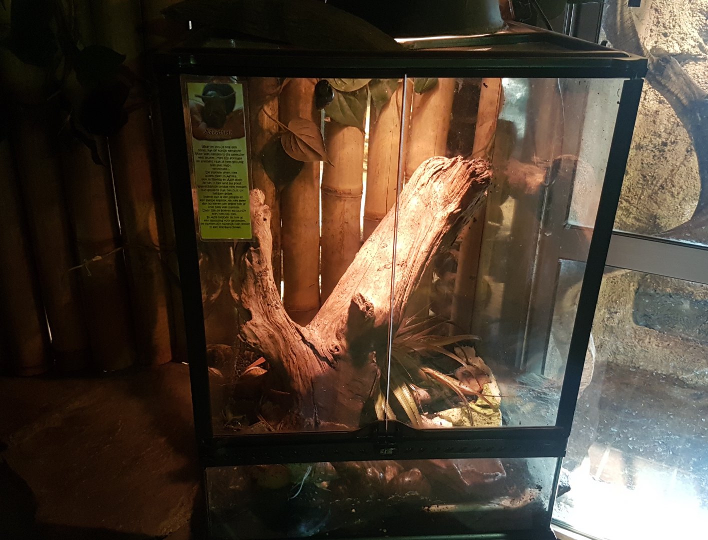 Enclosure African giant land-snail