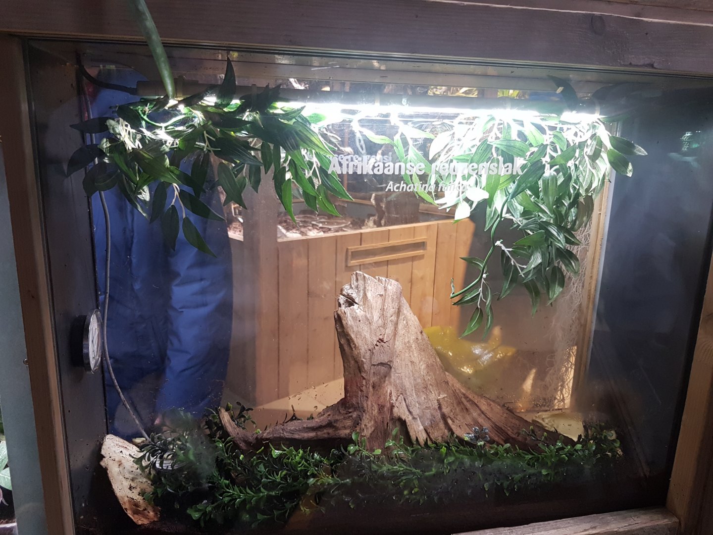 Enclosure African giant land-snail