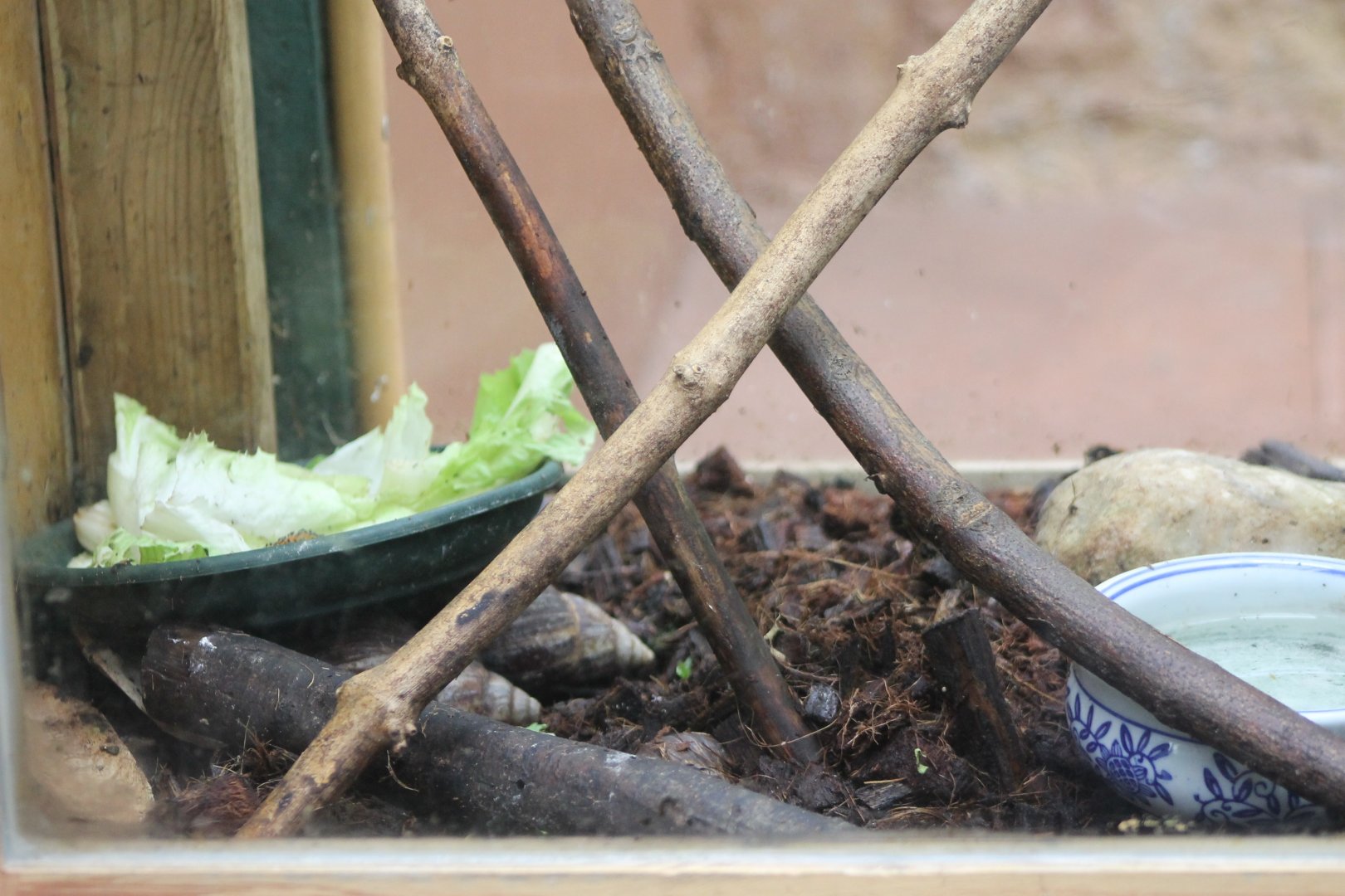 Enclosure African giant landsnail