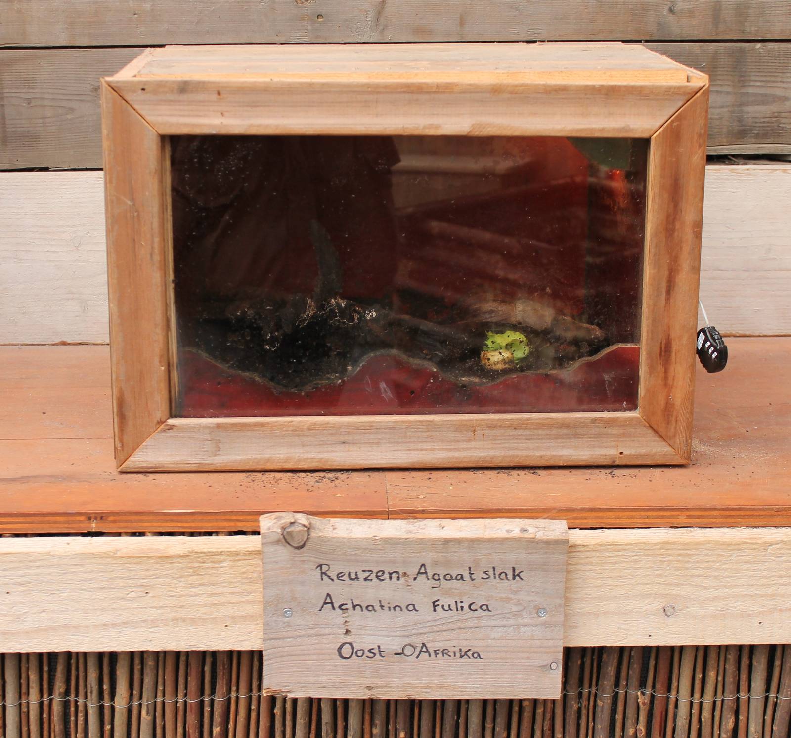 Enclosure African giant snail