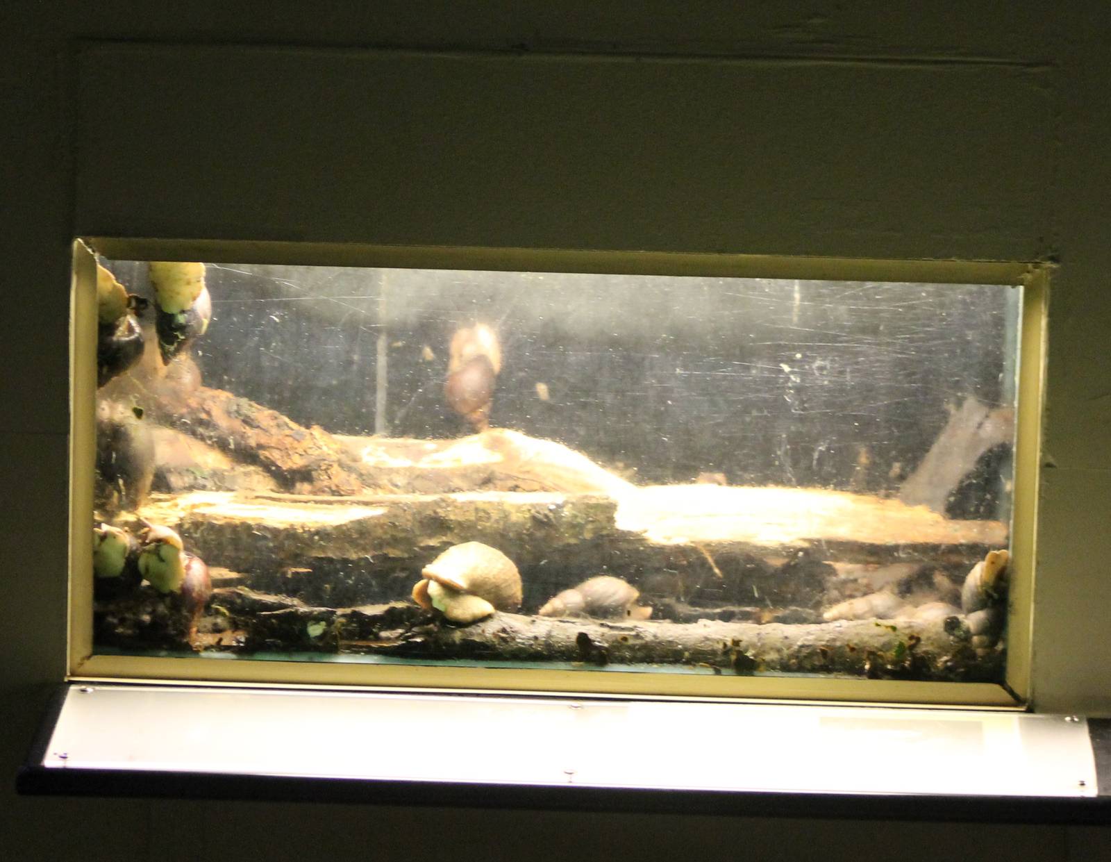 Enclosure African giant snails